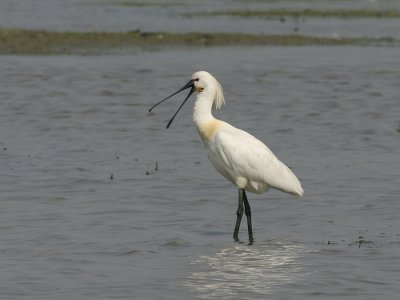 Lepelaar