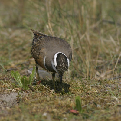 Morinelplevier
