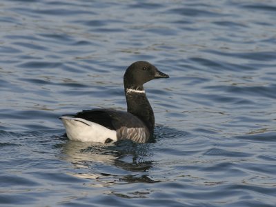 Rotgans - Brent Goose