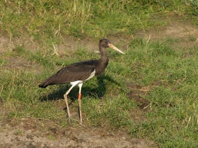 Zwarte Ooievaar