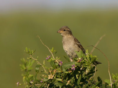 Huismus