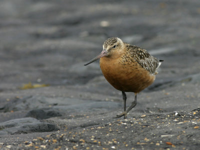 Rosse Grutto - Bar-tailed Godwit