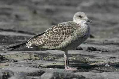 12 augustus 2006