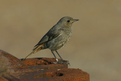 Black Redstart