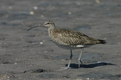 Regenwulp - Whimbrel