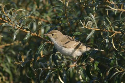 Kleine Spotvogel - Acrocephalus caligatus