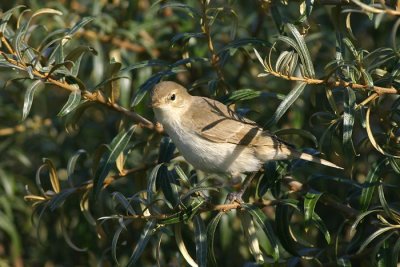 Kleine Spotvogel - Acrocephalus caligatus