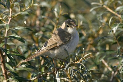 Kleine Spotvogel - Acrocephalus caligatus