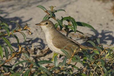 Kleine Spotvogel - Acrocephalus caligatus