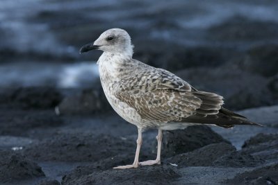 Geelpootmeeuw - Larus michahellis