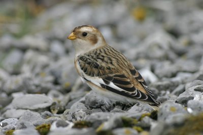 Sneeuwgors - Plectrophenax nivalis