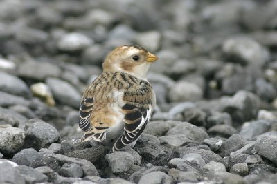 Sneeuwgors - Plectrophenax nivalis