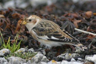 Sneeuwgors - Plectrophenax nivalis