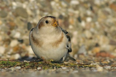 Sneeuwgors - Plectrophenax nivalis