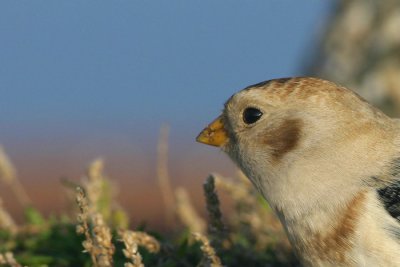 Sneeuwgors - Plectrophenax nivalis
