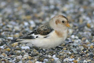 Sneeuwgors - Plectrophenax nivalis