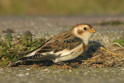 Sneeuwgors - Plectrophenax nivalis