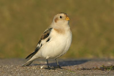 Sneeuwgors - Plectrophenax nivalis