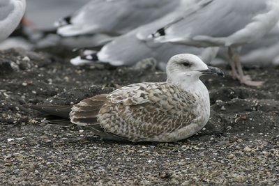 Geelpootmeeuw - Larus michahellis