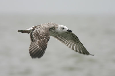 Geelpootmeeuw - Larus michahellis
