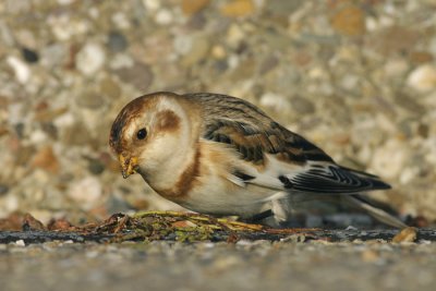 Sneeuwgors - Plectrophenax nivalis