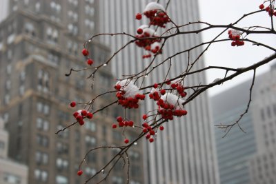 New York Winter