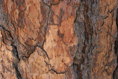 Tree Bark at Yosemite