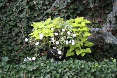 Provincetown Flora