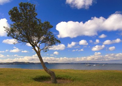 Lonely Tree Stanmore Bay.