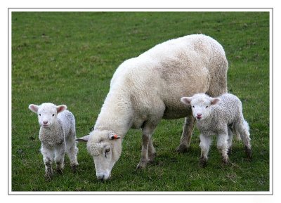 Mother and Babies.