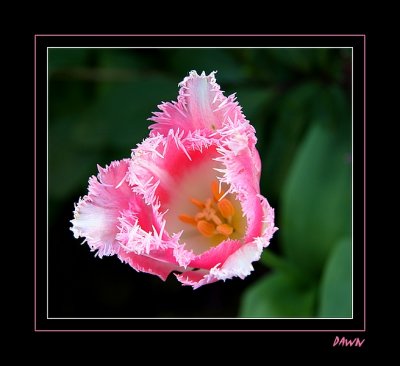Pink Tulip.