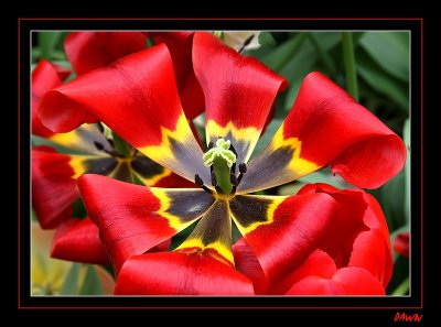 Red Tulip 2.