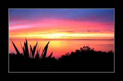 Kiwi Sunrise.