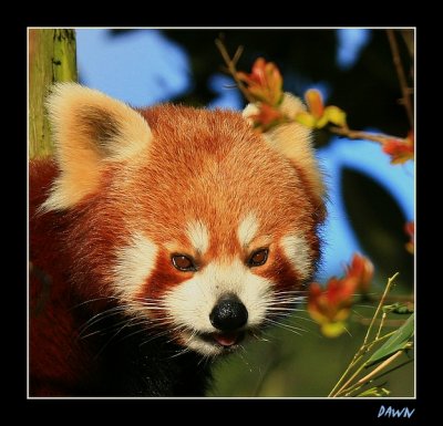 Red Panda.