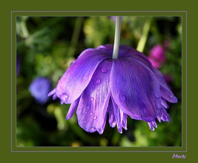 Flower in Purple.