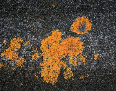 Lichen on Tower Manaia.