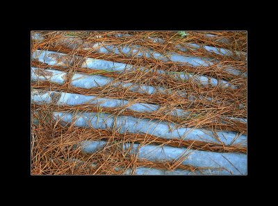 Pine needles on Iron