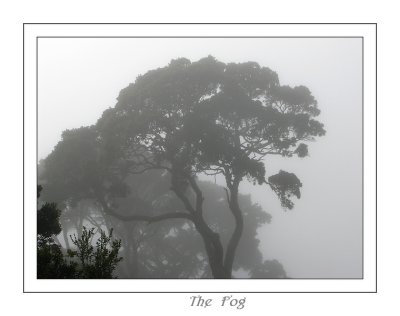 The Fog.