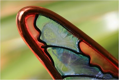 Macro Butterfly .