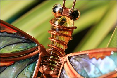 Macro Butterfly .