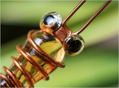 Macro Butterfly .