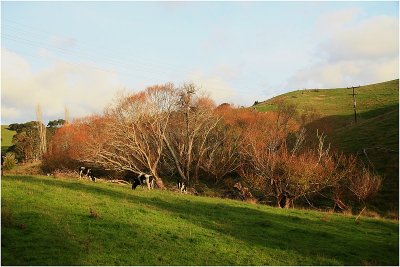 Mahurangi countryside 2.