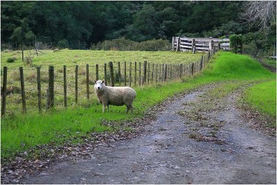 Mahurangi countryside 3.