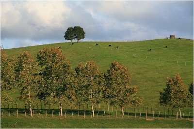 Mahurangi countryside 8.