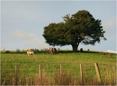 Mahurangi Countryside 13.