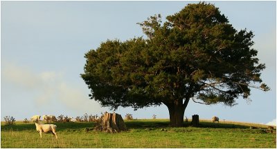 Mahurangi Countryside 14.
