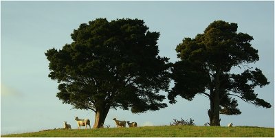 Mahurangi Countryside 15.
