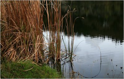 Waterhole grasses.