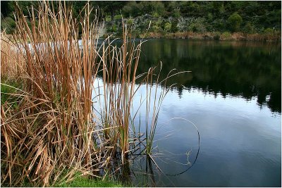 Waterhole grasses. 2