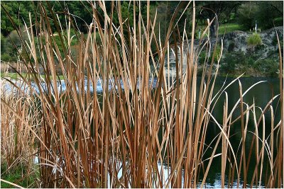 Waterhole grasses 3.